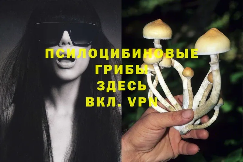 где купить наркотик  Югорск  Галлюциногенные грибы MAGIC MUSHROOMS 